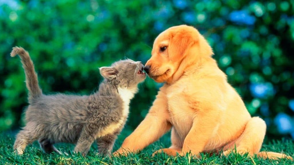 kucing anjing