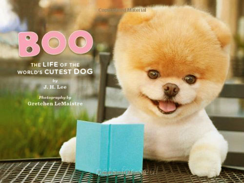 Boo the cutest dog