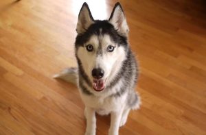 Mishka the Husky