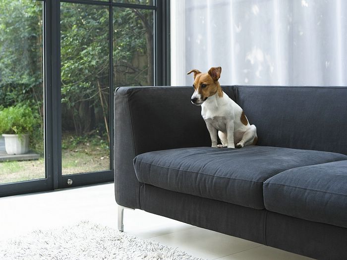 anjing sofa