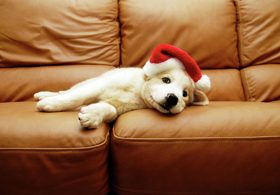 puppies sofa